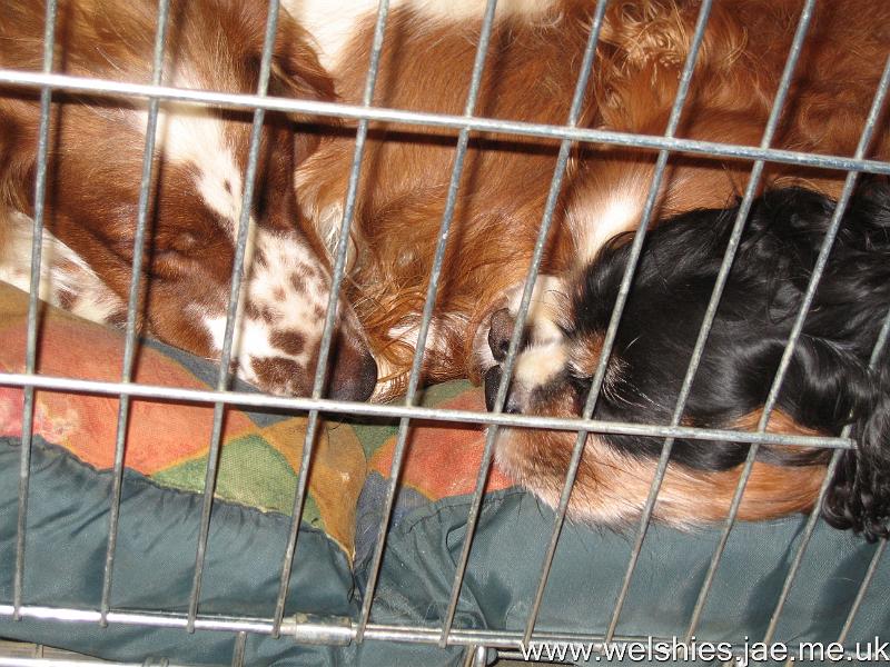 2009-12-18 17.JPG - Sleeping nose to nose...